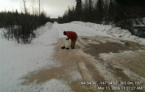 Aufeis (icing) in Goldstream Valley near Fairbanks, Alaska