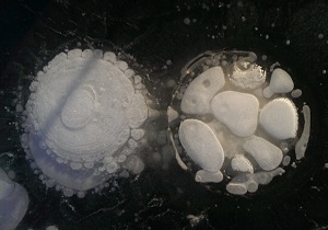Methane bubbles in lake ice