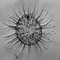 Palynology Index