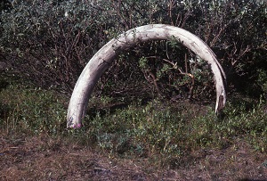 Mastodon tusk 